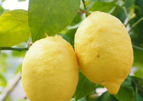 Essentiel De Citron : huile essentielle citron